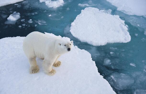 Polar bears in the Arctic are one of many animals being displaced from their homes due to climate change.