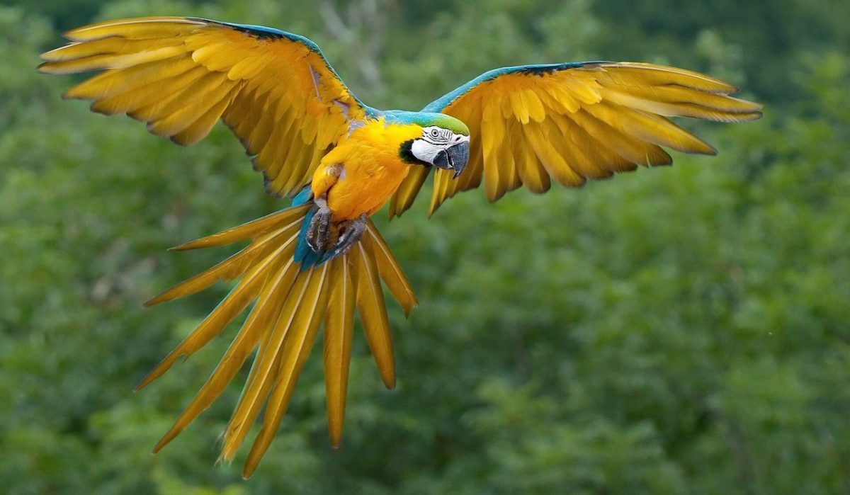 Blue-and-yellow macaw flies open winged over the trees in the Jurong National Park (Luc Viatour). 
