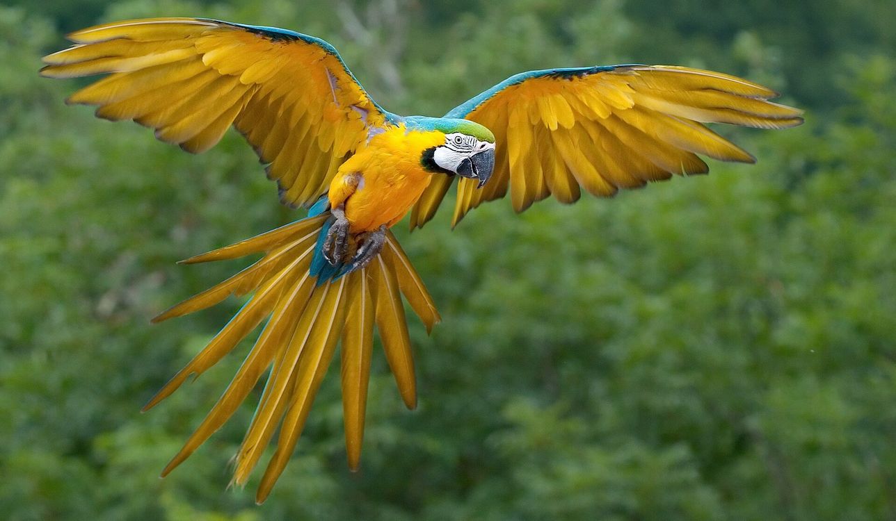 Blue-and-yellow macaw flies open winged over the trees in the Jurong National Park (Luc Viatour). 